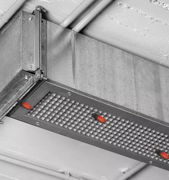 Affordable Insect Removal from Air Ducts in Kirkland, WA